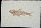 Knightia Fossil Fish - Wyoming #6544-1